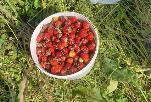 Marjamatka mieleen -Zen-kirjoituskurssi Pieksämäellä 7.-10.7.2026